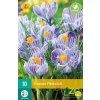 Karta Krokus Pickwick (10 cibulí)