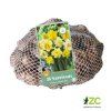 Síťka XXL Narcis Double Mix (30 cibulí)