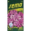 petunie mnohokveta dot star deep pink f1 40 p