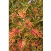 koleus-africka-kopriva-colocha-scarlet-40-p