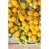 rajce-tyckove-perlino-yellow-f1-10-s