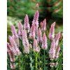 nevadlec-flamingo-feather-500s