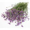 verbena-argentinska-vanity-100s
