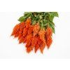 nevadlec sunday orange 30s
