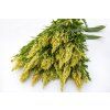 nevadlec sylphid 25s