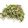 pestrovka kulovita qis white 100s