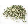 pestrovka ping pong white 25s