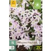 ladonicka chionodoxa pink giant 15 cibuli