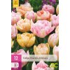 Karta XXL Tulipán Peaches & Kisses (12 cibulí)