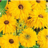 rudbekie-double-golden-daisies-30s