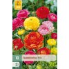 Karta Pryskyřník Ranunculus Mix (10 cibulí)