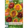 Karta Pryskyřník Ranunculus Cafe Au Lait (10 cibulí