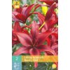 LILIE - AZIATISCH ROOD / RED