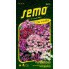 PLAMÉNKA FLOX - CUSPIDATA směs 0.3 g