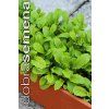 ROKETA SETÁ - WASABI 1 g